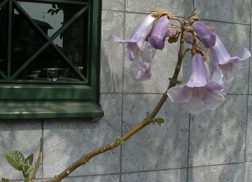 ●春の花、三題_d0053294_1521443.jpg