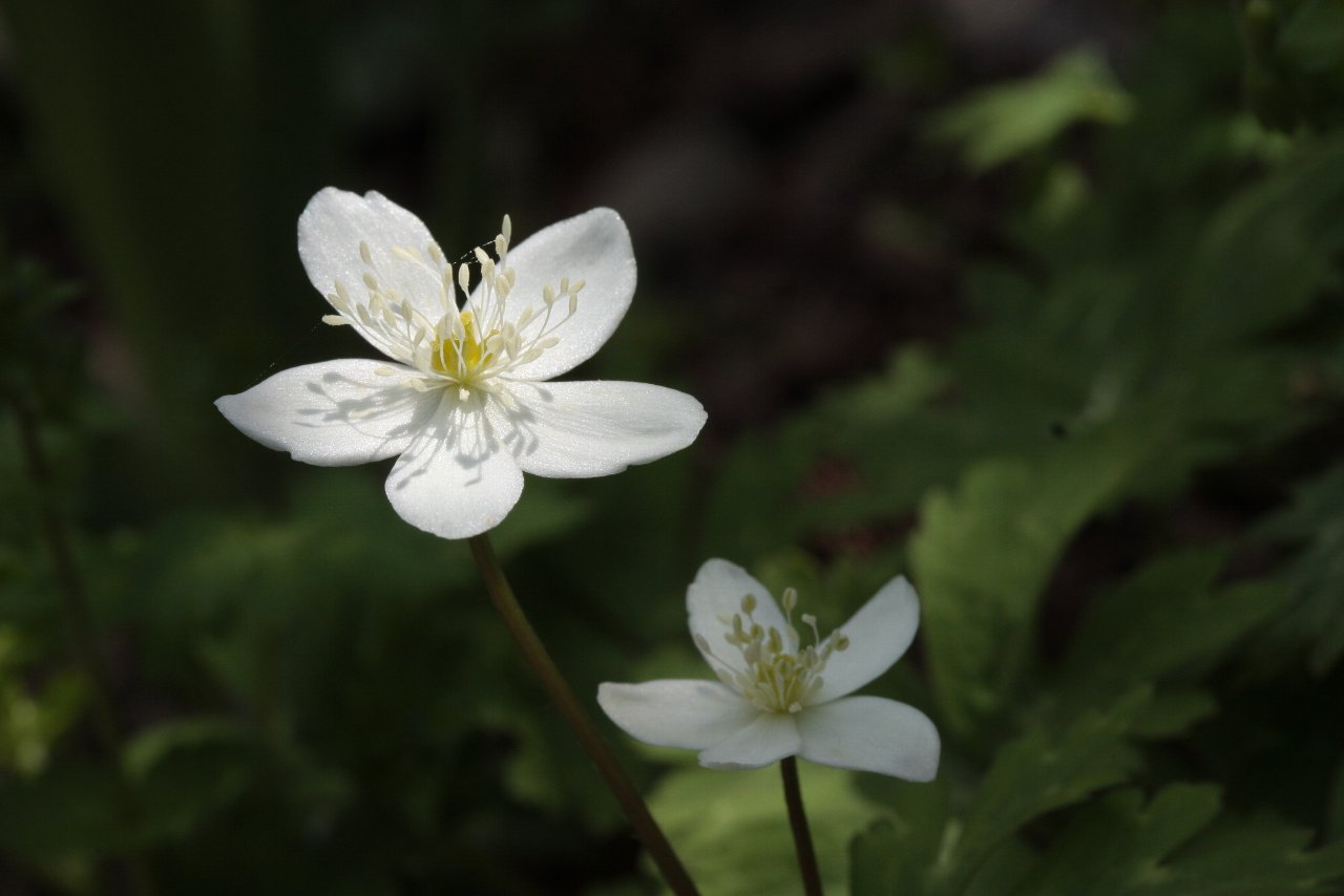 【ちょい近某公園の花達（２）】_e0167295_235092.jpg