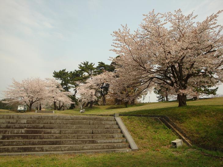 多賀城跡の桜_f0075595_2237163.jpg