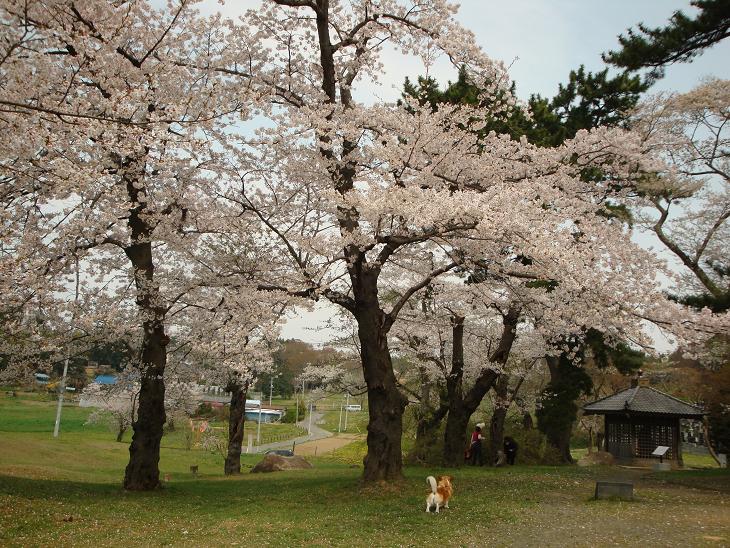 多賀城跡の桜_f0075595_22403464.jpg