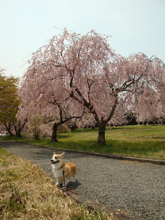 多賀城跡の桜_f0075595_22452029.jpg