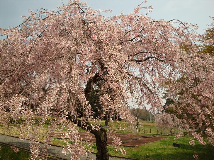 多賀城跡の桜_f0075595_2246256.jpg