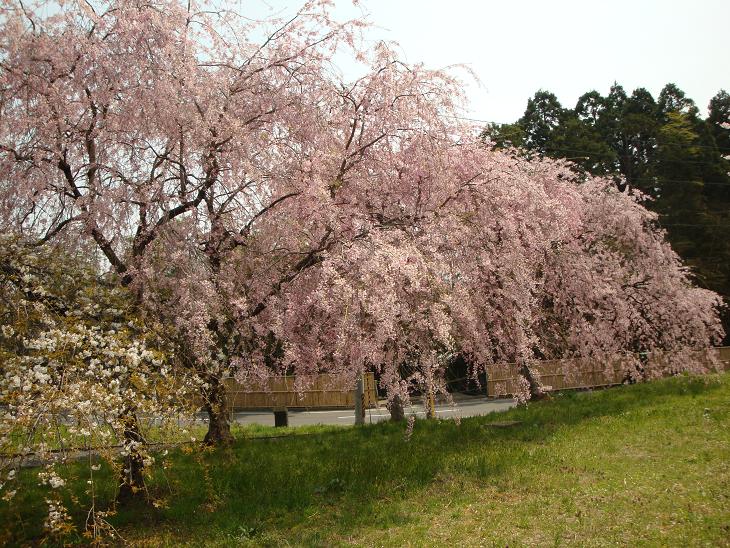 多賀城跡の桜_f0075595_2246345.jpg