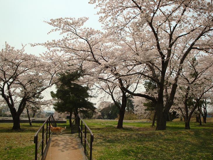 多賀城跡の桜_f0075595_22472849.jpg