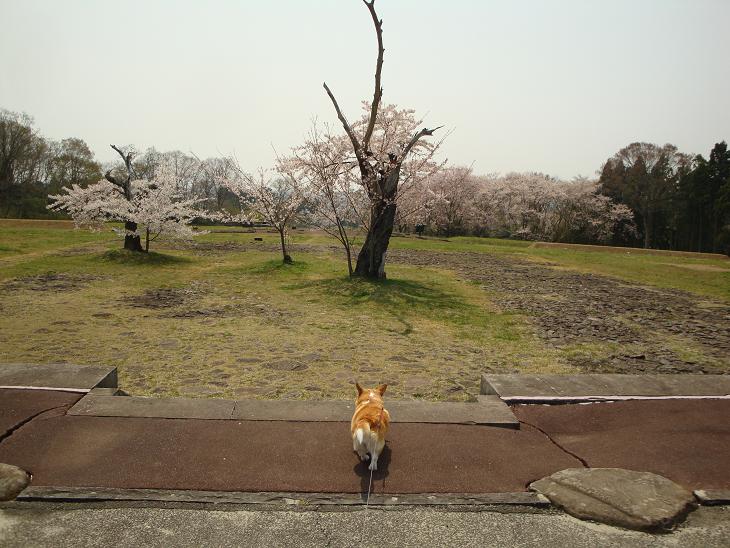 多賀城跡の桜_f0075595_2248399.jpg