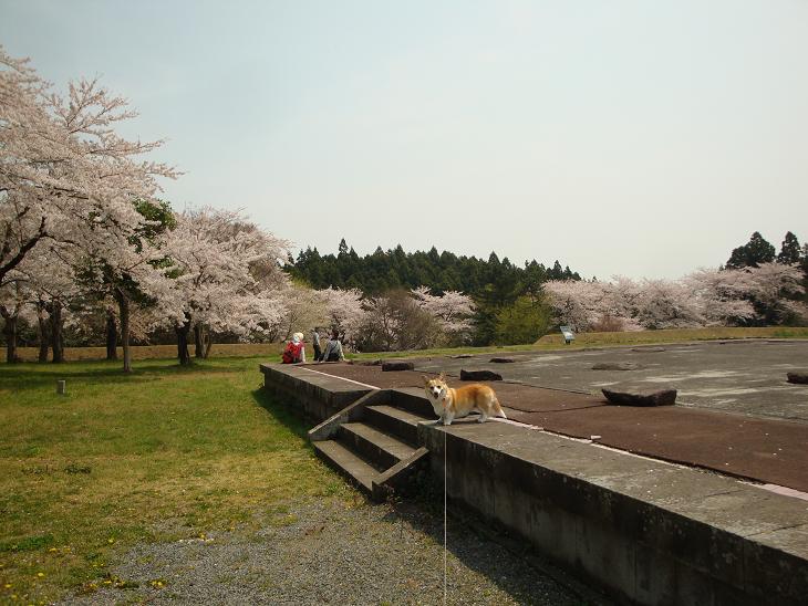 多賀城跡の桜_f0075595_22493811.jpg