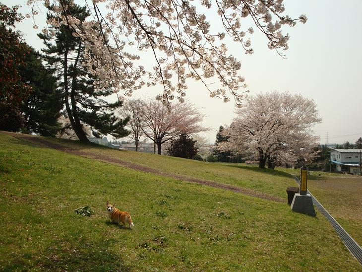 多賀城跡の桜_f0075595_22552445.jpg