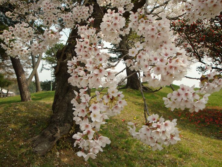 多賀城跡の桜_f0075595_22554924.jpg