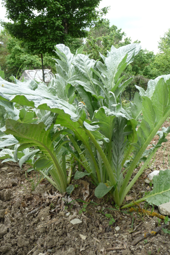 畑の野菜~4月の畑_f0106597_17411959.jpg