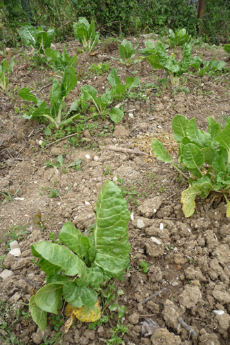 畑の野菜~4月の畑_f0106597_1742165.jpg