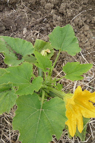 畑の野菜~4月の畑_f0106597_17432429.jpg