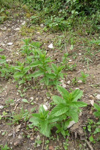畑の野菜~4月の畑_f0106597_18551100.jpg