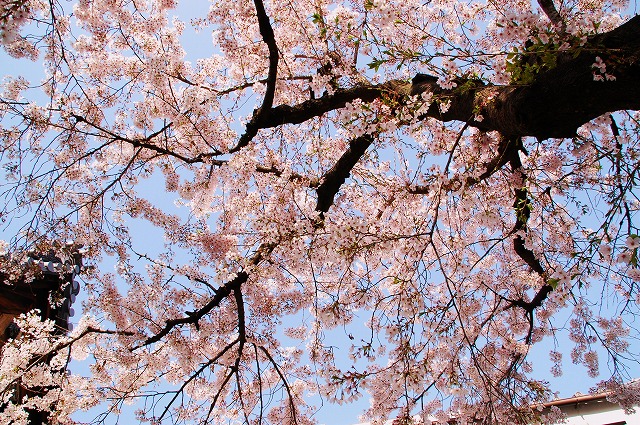 仏光寺の一本桜_a0169902_22595284.jpg