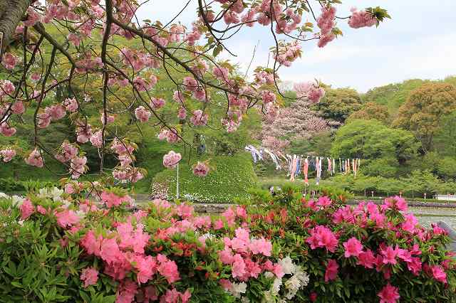 蓮花寺の藤祭り～その２_a0188405_73905.jpg