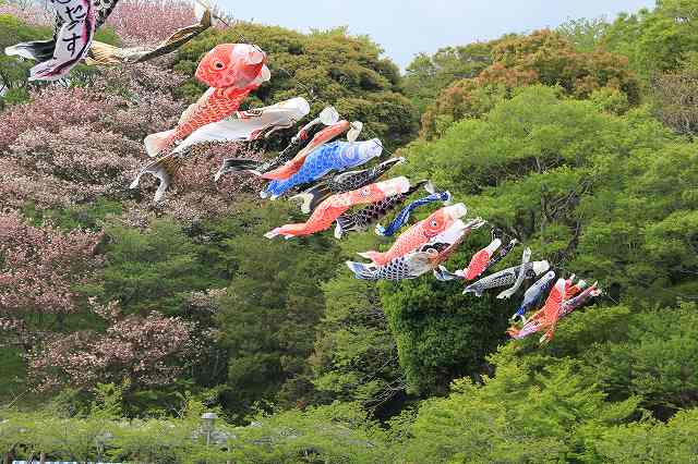 蓮花寺の藤祭り～その２_a0188405_7414422.jpg