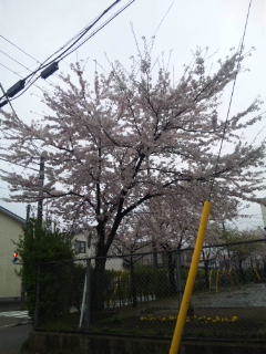 桜咲く_d0005807_7372194.jpg