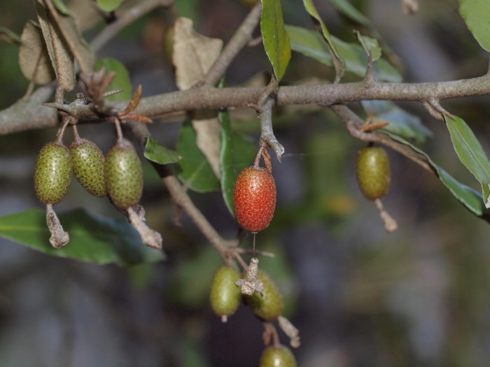 何蜂?_c0116915_23215280.jpg