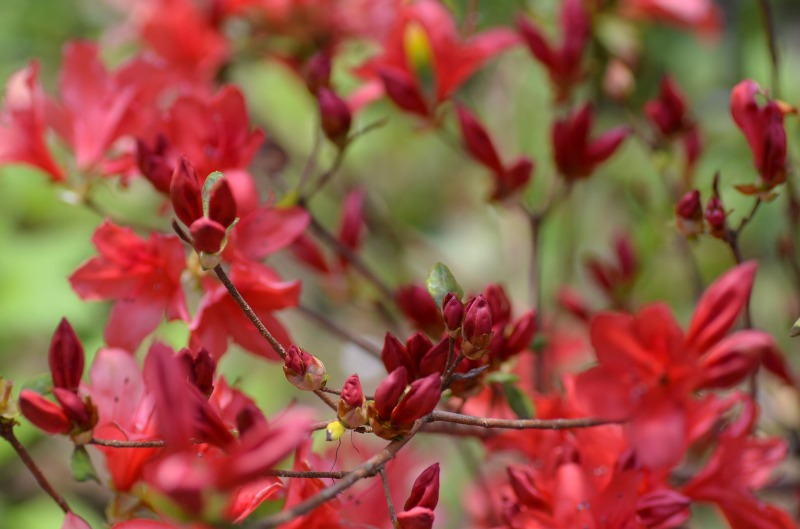 花の木公園　Ⅱ_d0065116_2012897.jpg