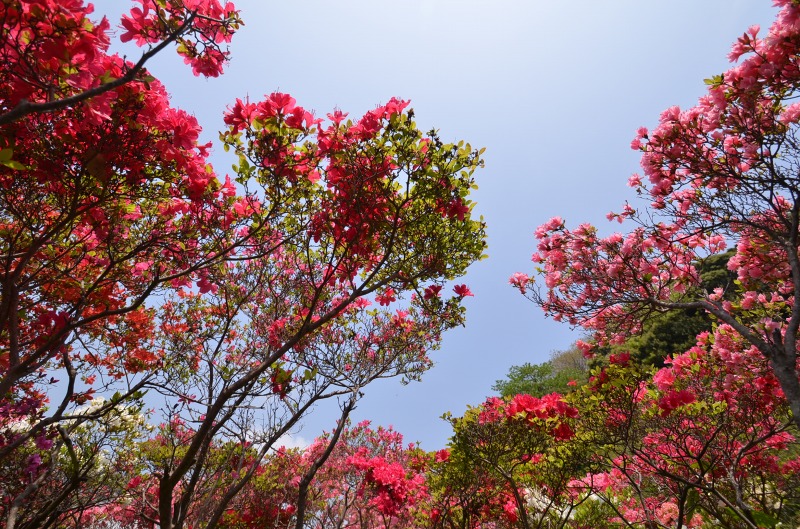 花の木公園　Ⅱ_d0065116_20131867.jpg