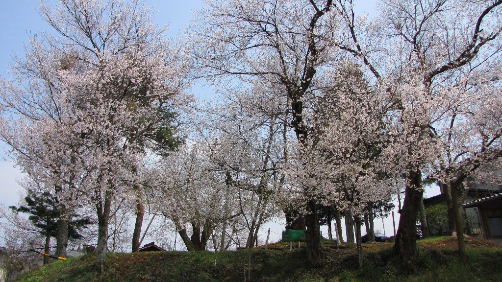 高山の桜 just now_c0036317_612306.jpg