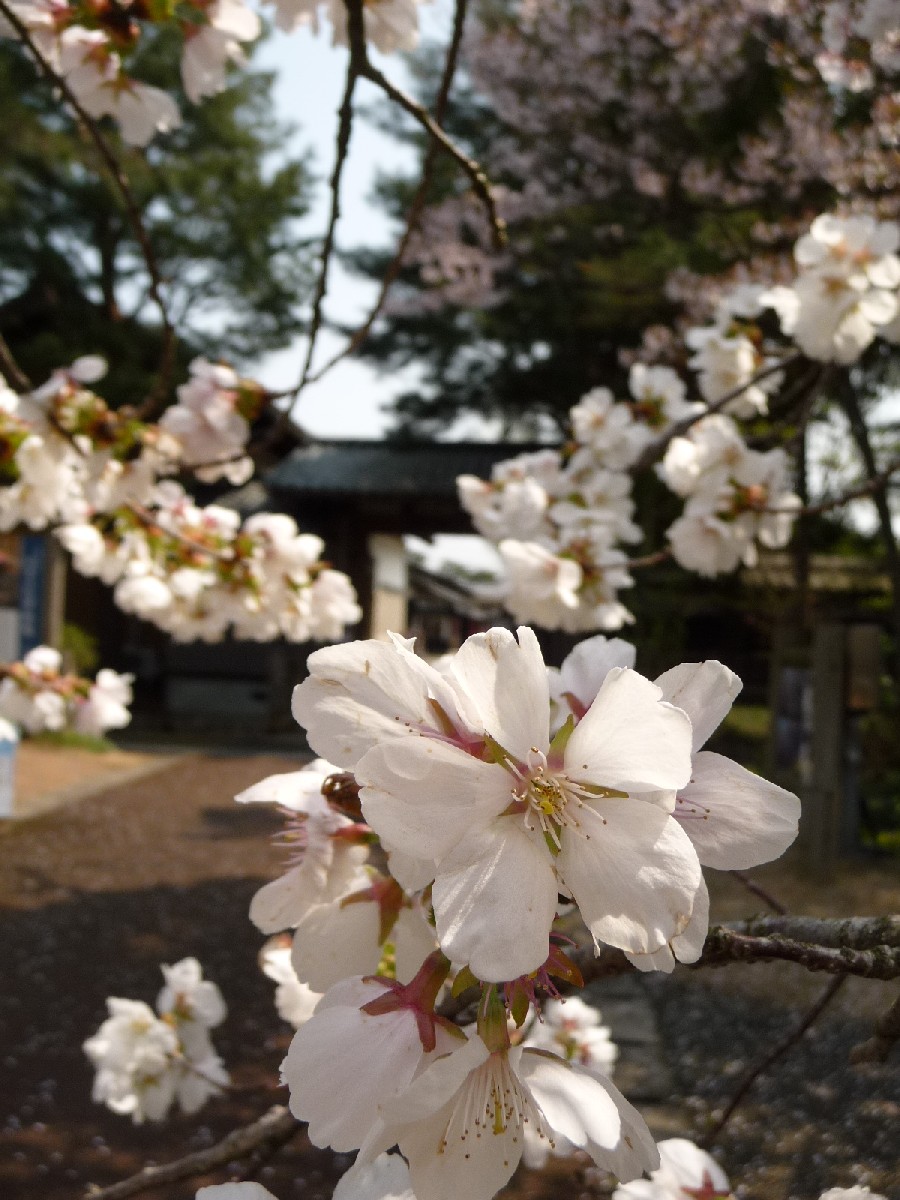 ~ 花めぐり ~_e0135219_1716123.jpg