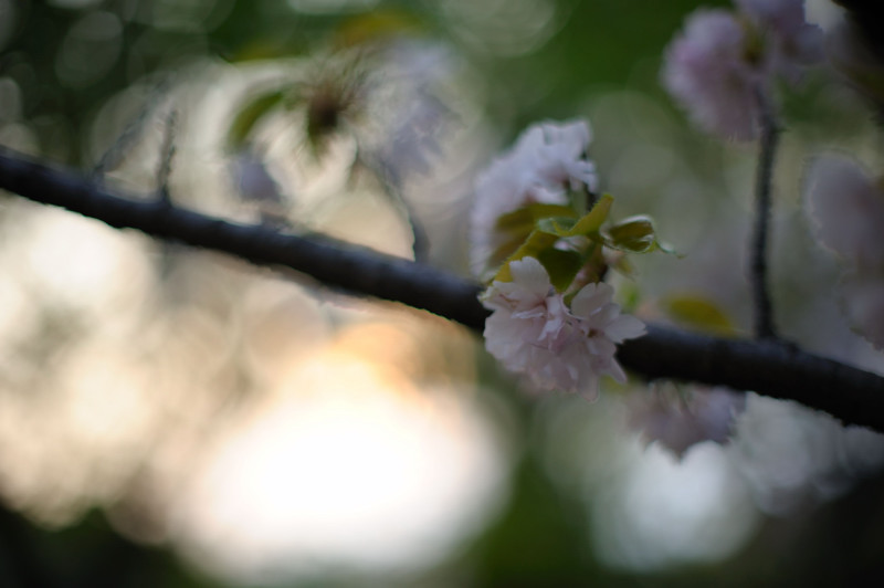 八重桜。2。_e0135024_104147.jpg