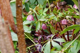 f0170524_13243530.jpg