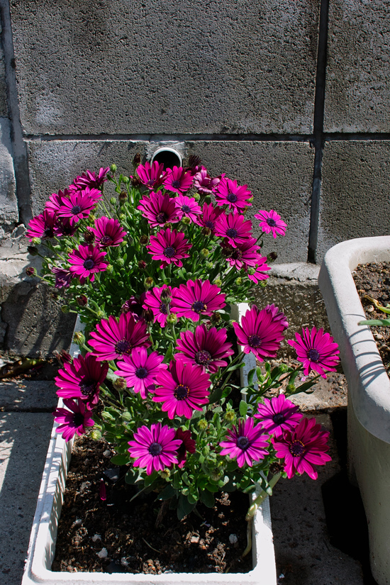 30mmＦ1.4レンズで楽しむ標準レンズの世界（松戸の標準街景・前半）_c0223825_6343644.jpg