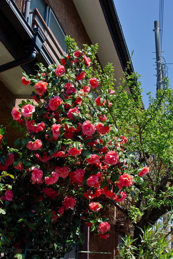 30mmＦ1.4レンズで楽しむ標準レンズの世界（松戸の標準街景・前半）_c0223825_6355594.jpg