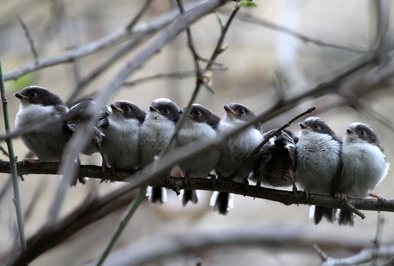 並んだ９羽のエナガ幼鳥 ｔ ｈの野鳥写真
