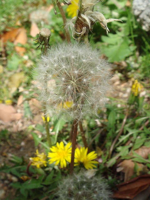 e0170441_14241167.jpg