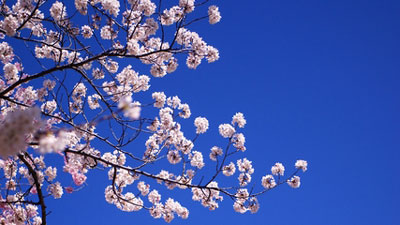 c0089242_1035155.jpg