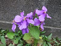JIN-仁- 完結編 未来との選択_e0080345_7484717.jpg