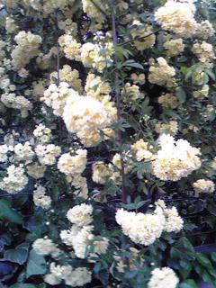 e0073548_23221984.jpg