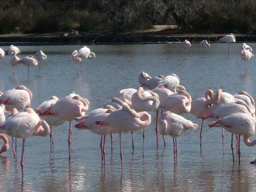 南仏の湿原地帯【カマルグ】　Camargue_d0153860_21125665.jpg