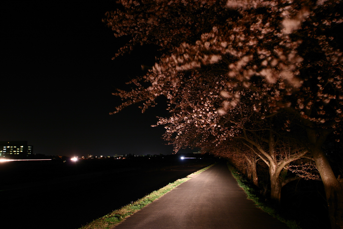 夜桜_e0138361_0404219.jpg