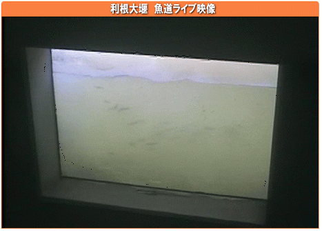 f0084561_16254584.gif