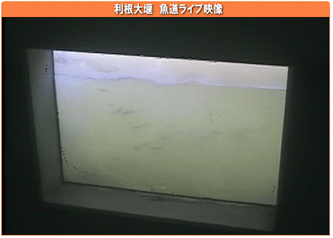 　４月２８日　　母なる利根へ。_f0084561_16254584.gif