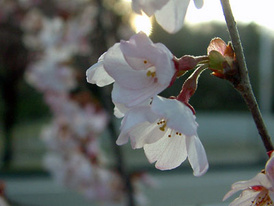 桜が咲いてくれた_c0050264_1036303.jpg