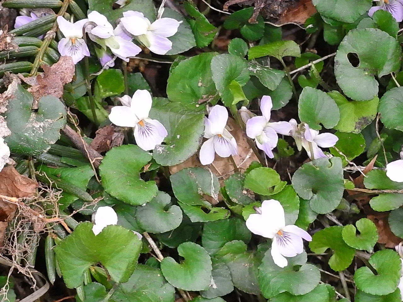b0102868_740458.jpg
