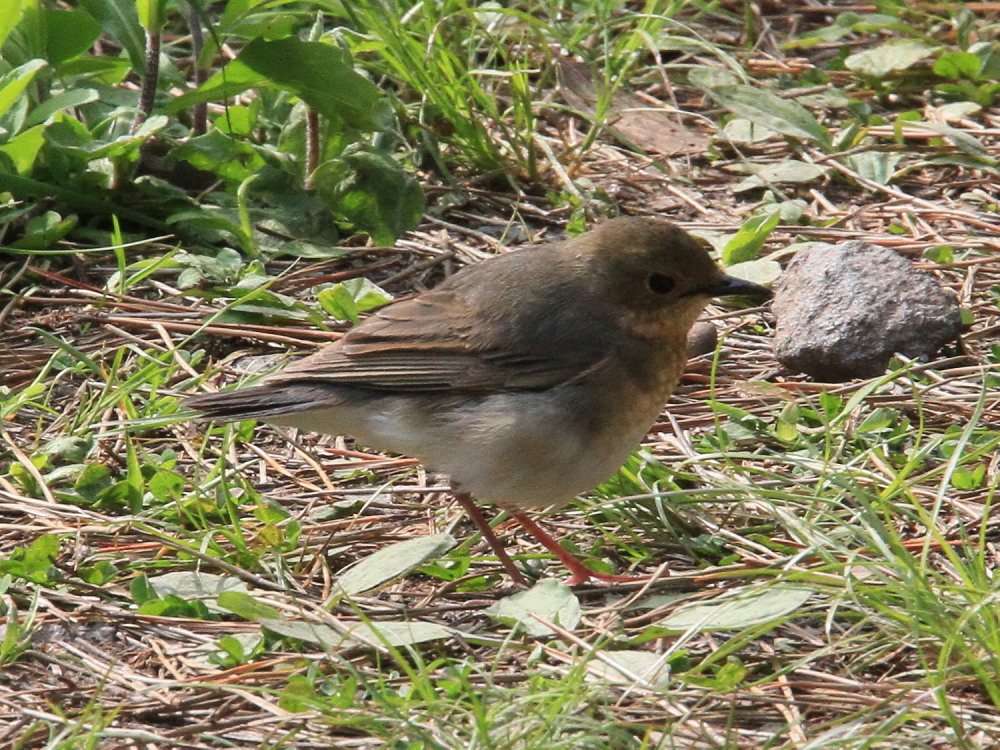 a0146869_2152416.jpg