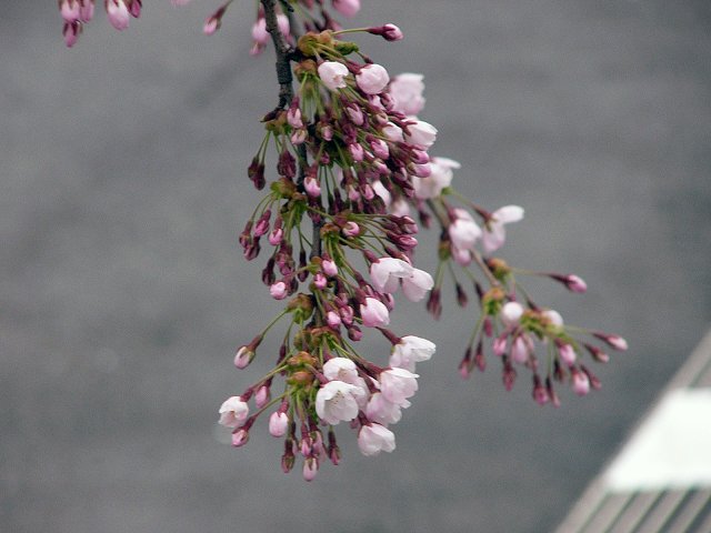 北海道の春_f0186373_16585035.jpg