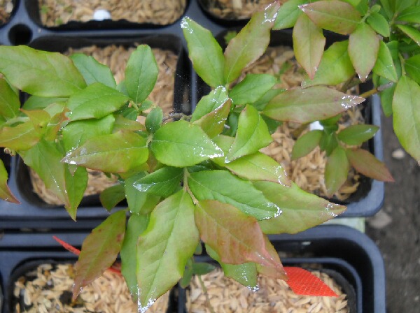 葉からの肥料分の析出 ブルーベリーの育て方 栽培 ブルーベリー ノート Blueberrynote