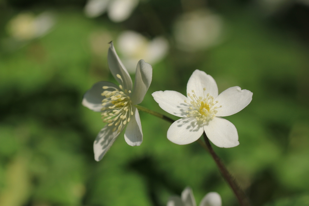 セリバヒエンソウ（芹葉飛燕草）とニリンソウ（二輪草）～キンポウゲ科の可憐な花たち♪_e0195587_200071.jpg