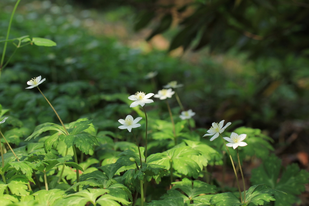 セリバヒエンソウ（芹葉飛燕草）とニリンソウ（二輪草）～キンポウゲ科の可憐な花たち♪_e0195587_2012323.jpg