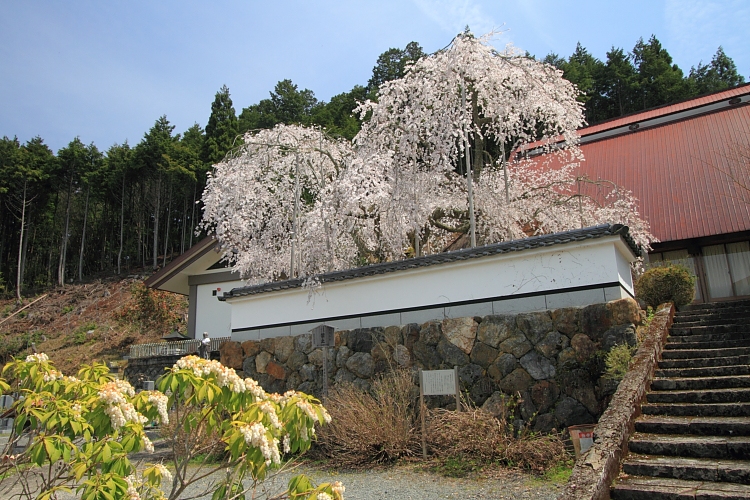 京北の桜を求めて_e0051888_2333374.jpg