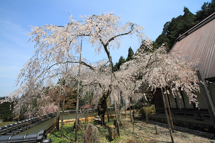 京北の桜を求めて_e0051888_23335320.jpg