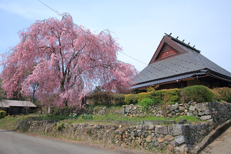 京北の桜を求めて_e0051888_23342743.jpg