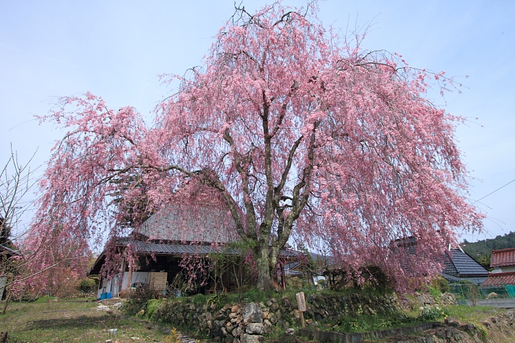 京北の桜を求めて_e0051888_23344670.jpg