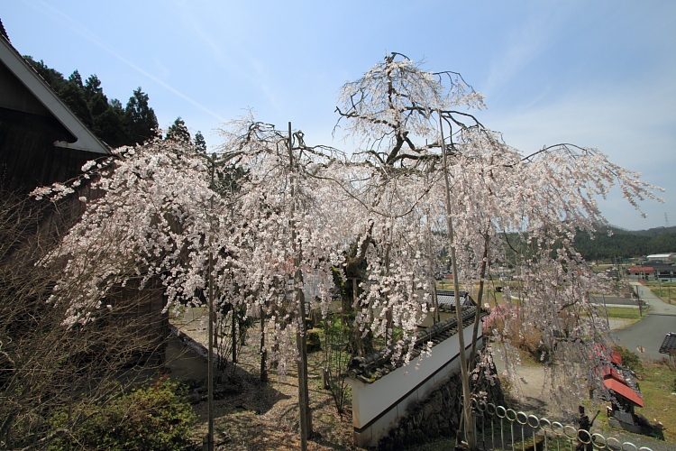京北の桜を求めて_e0051888_2334995.jpg